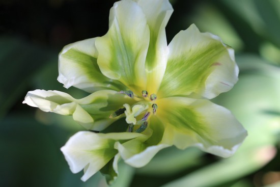 Alandrium tuinaanleg - bloembollen